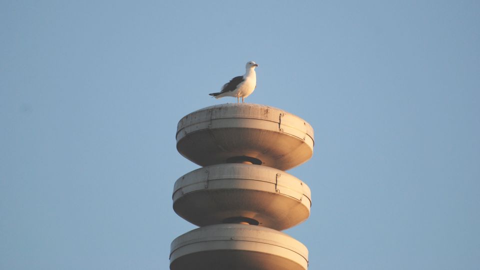 Meeuw zit op luchtalarm